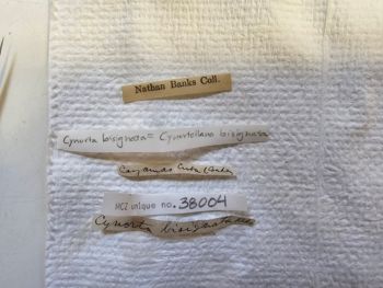 Media type: image; Invertebrate Zoology 38004   Description: specimen labels;